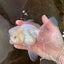 AAA Grade Snow White Oranda Male 5.5-6 inches #062725OR_20