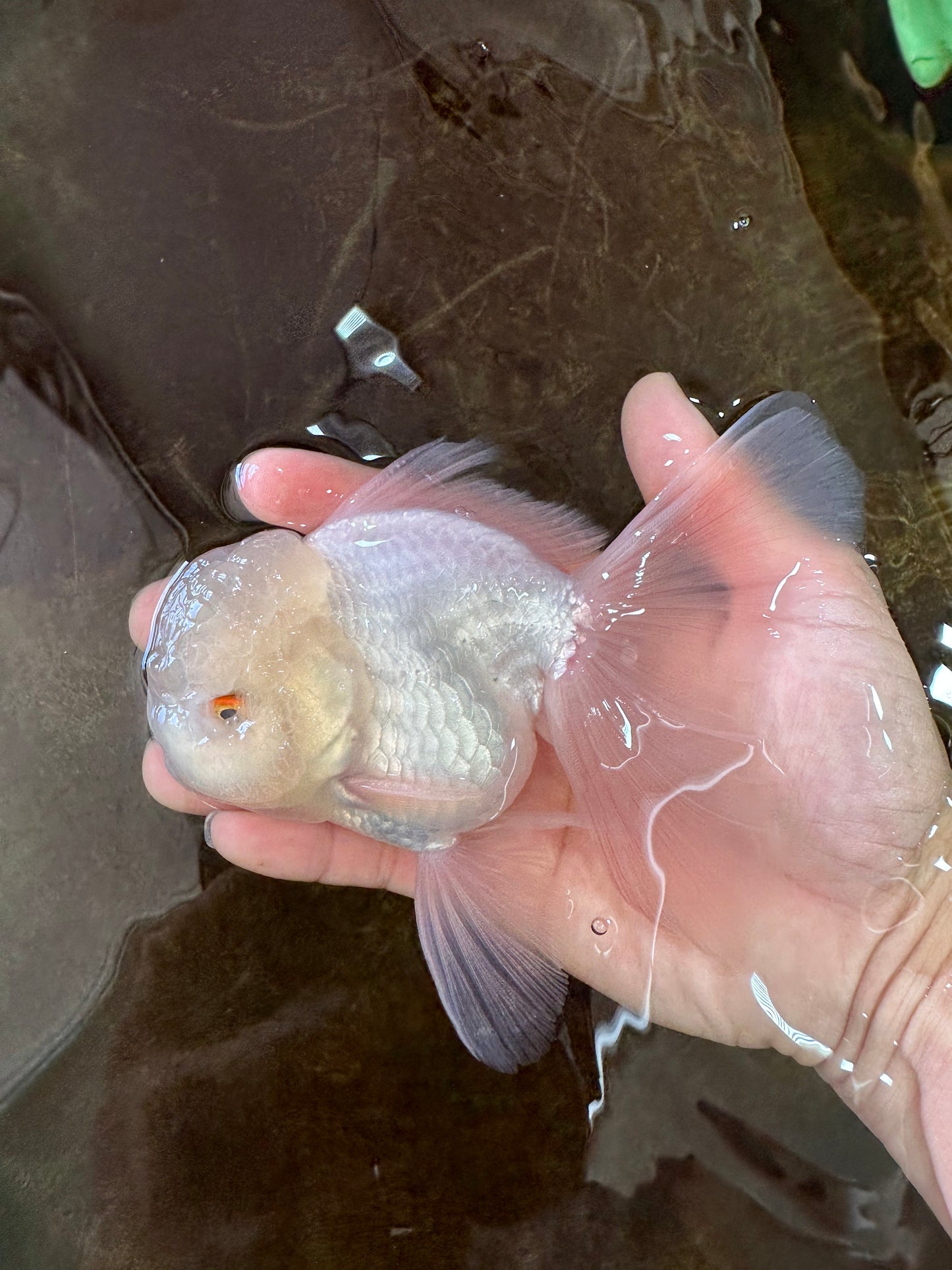 AAA Grade Snow White Oranda Male 5.5-6 inches #062725OR_20