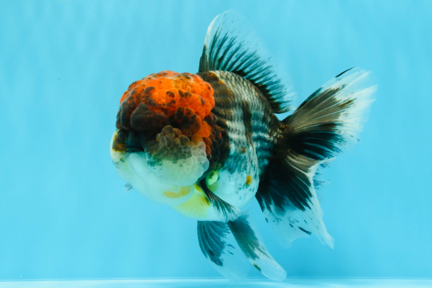 BULLDOG AAA Grade Red Head Kirin Calico Oranda Male 6.5 inches #022026OR_06