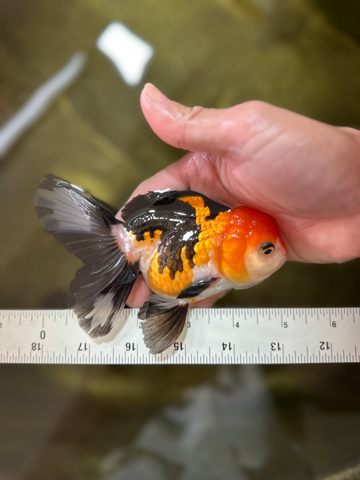 A Grade Tricolor Oranda Female 4.5-5 inches #050225OR_04
