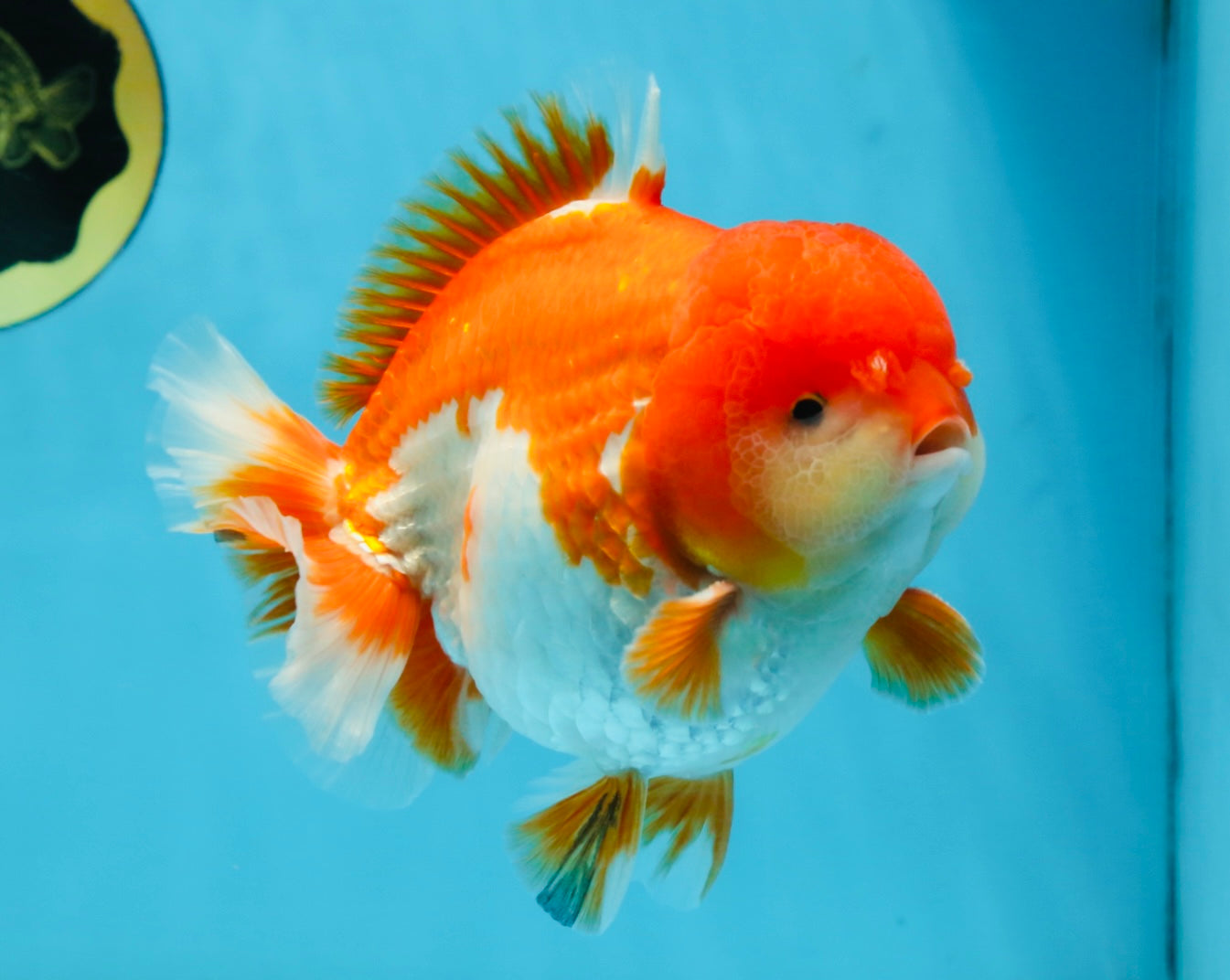 SHOW GRADE Godzilla Red White Yuanbao Male 5.5 inches #101025YB_27