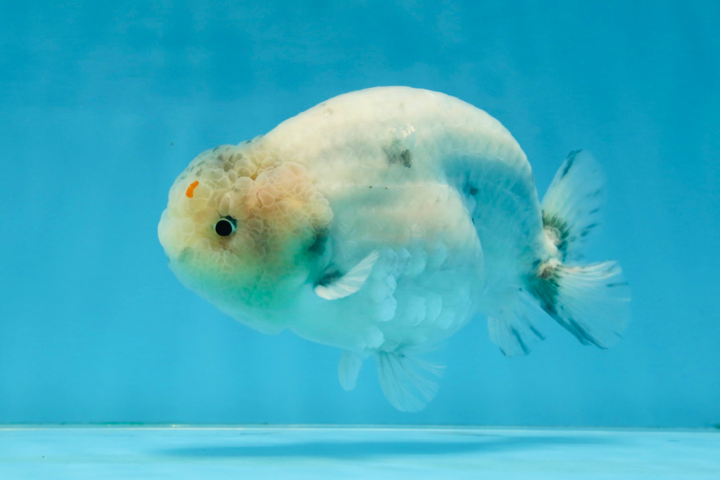 A Grade Marble LionKing 5 inches #071125LC_05