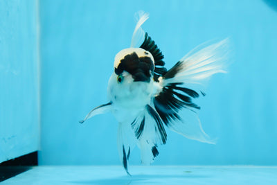 🐼 Panda Oranda Macho 5 pulgadas #0726OR_03