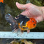 A Grade Apache Button Eyes Oranda Male 5-5.5 inches #080125OR_21