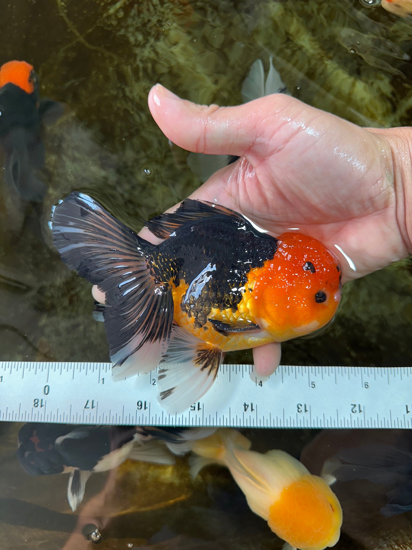 A Grade Apache Button Eyes Oranda Male 5-5.5 inches #080125OR_21