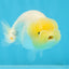 LEMON POP AAA Grade Lemonhead LionQueen 3.5-4 inches #101725LC_03