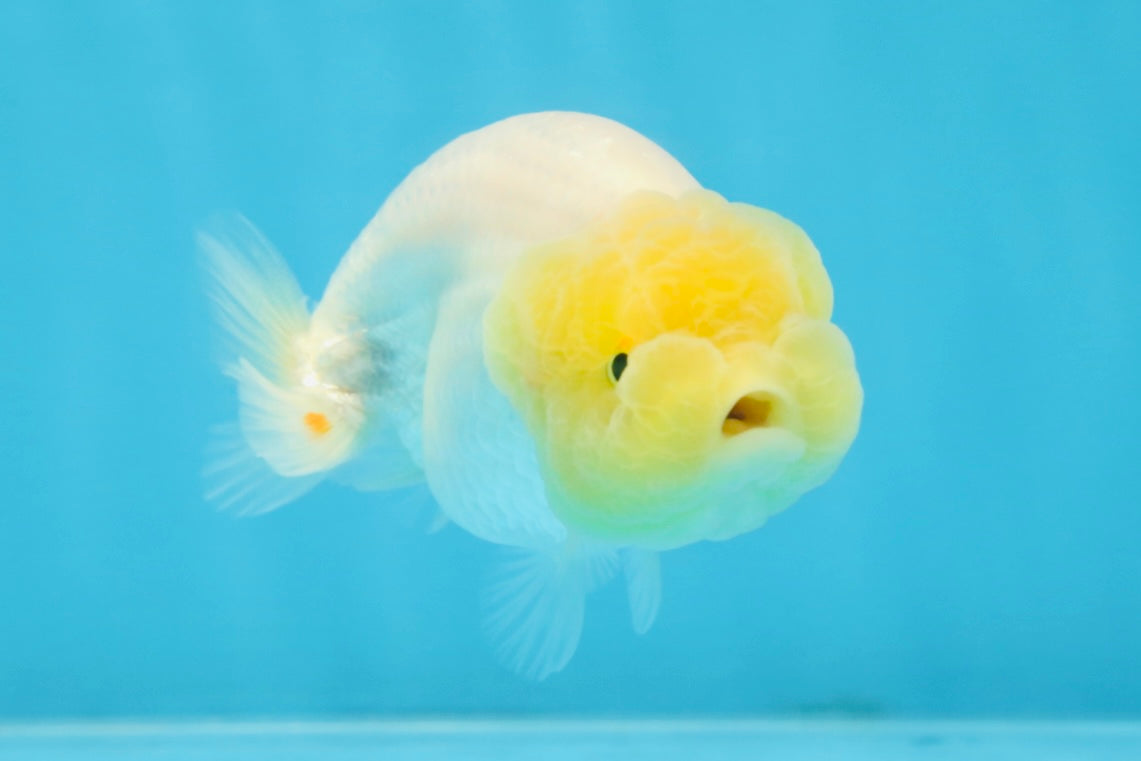 LEMON POP AAA Grade Lemonhead LionQueen 3.5-4 inches #101725LC_03