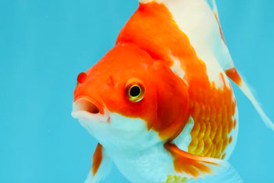 A Grade Red White Ryukin Female 4.5 inches #031326RK_32