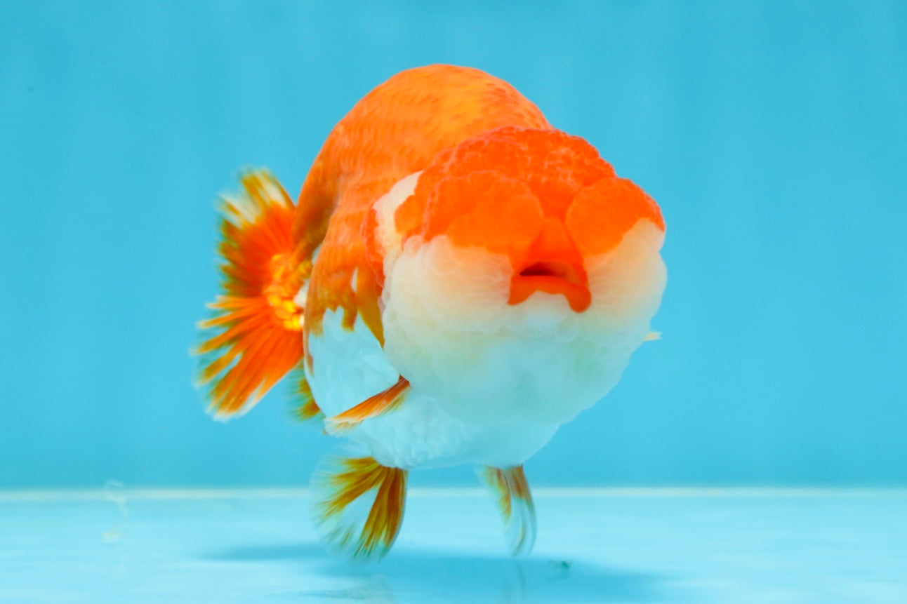 AAA Grade TOP Red White LionQueen 4.5 inches #051625LC_38