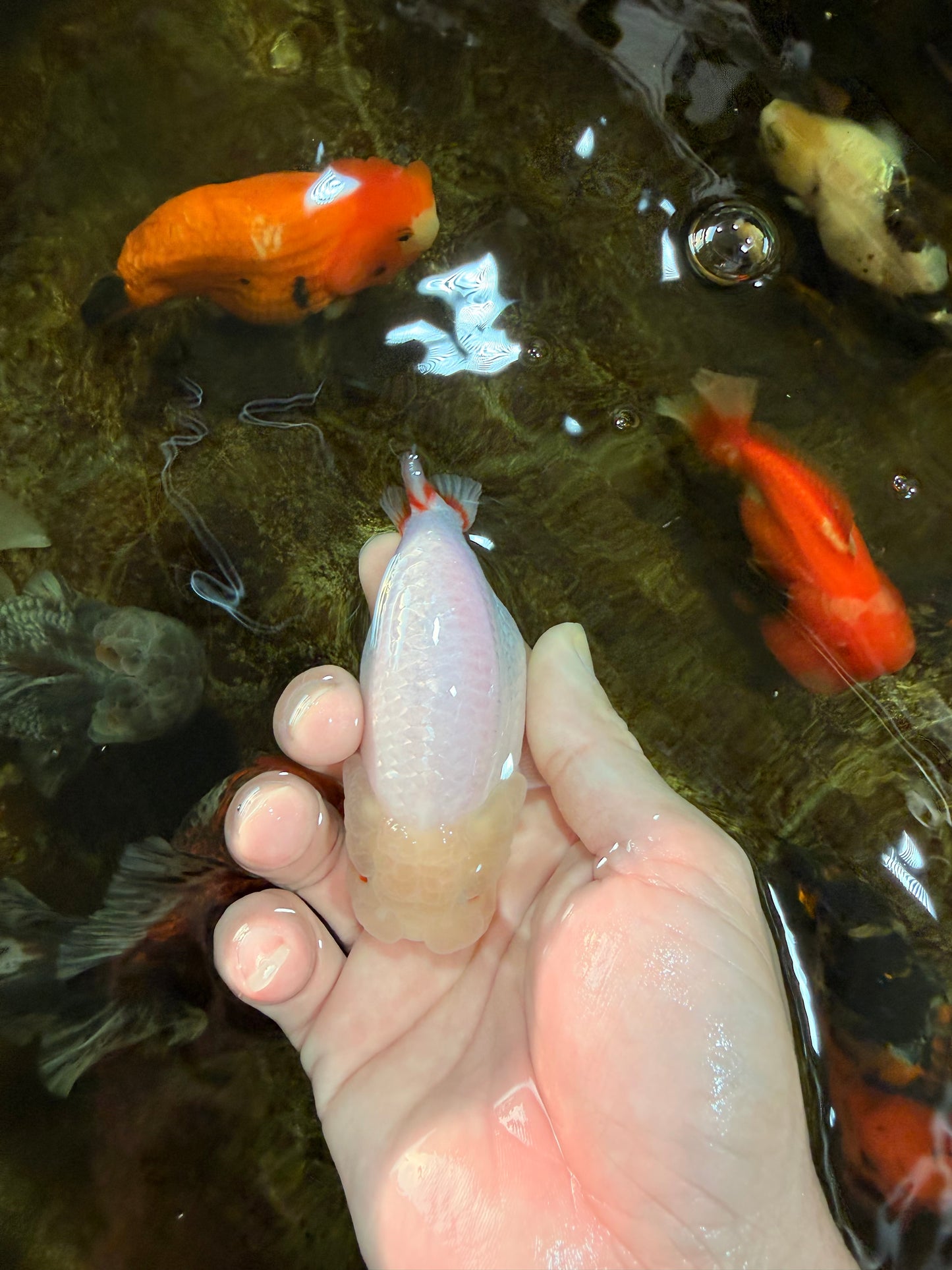 CLOUDY AAA Grade Red White LionQueen 3.5-4 inches #101725LC_11