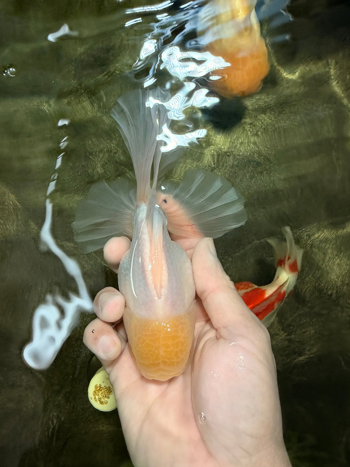 A Grade White Oranda Male 5.5 inches #101626OR_13