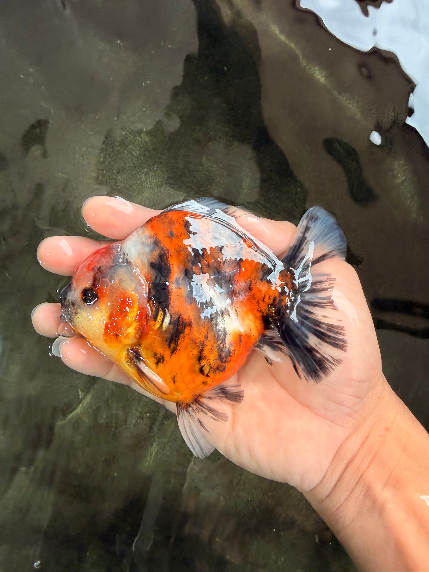 AAA Grade Calico Tiger Yuanbao Male 4.5-5 inches #062626YB_17