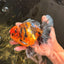 AAA Grade Tiger Oranda Male 6-6.5  inches #071026OR_36