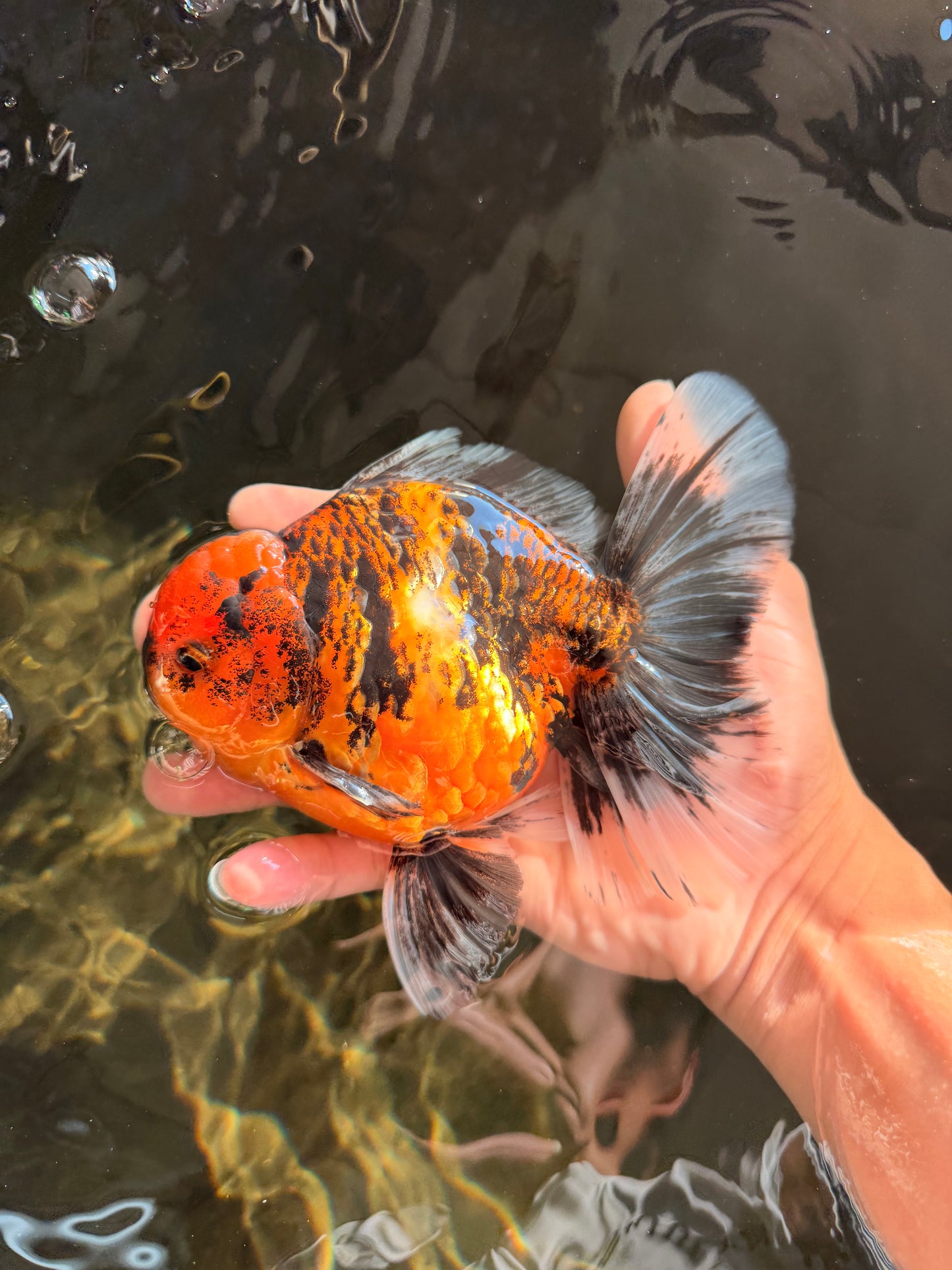 AAA Grade Tiger Oranda Male 6-6.5  inches #071026OR_36
