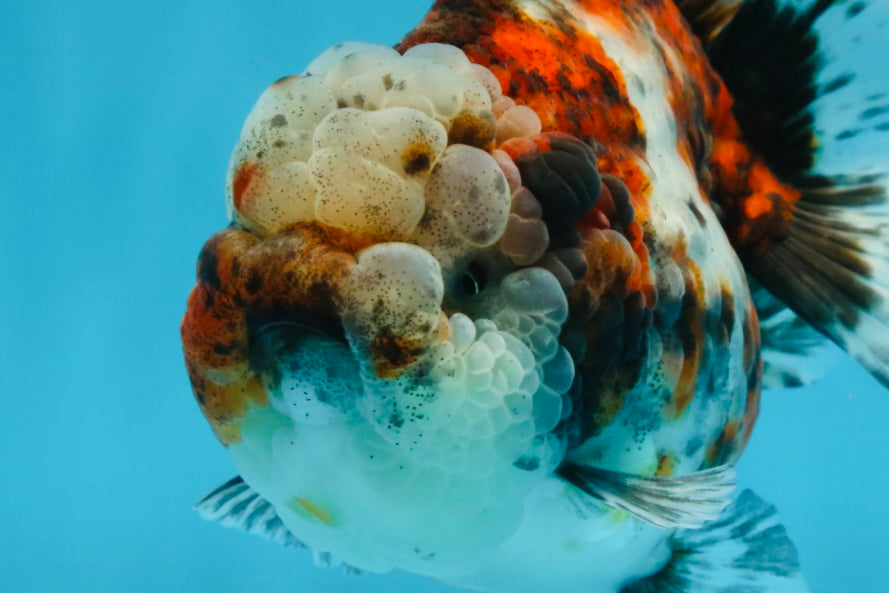 A Grade CHUBBY Calico Yuanbao Female 5-5.5 inches #091925YB_20