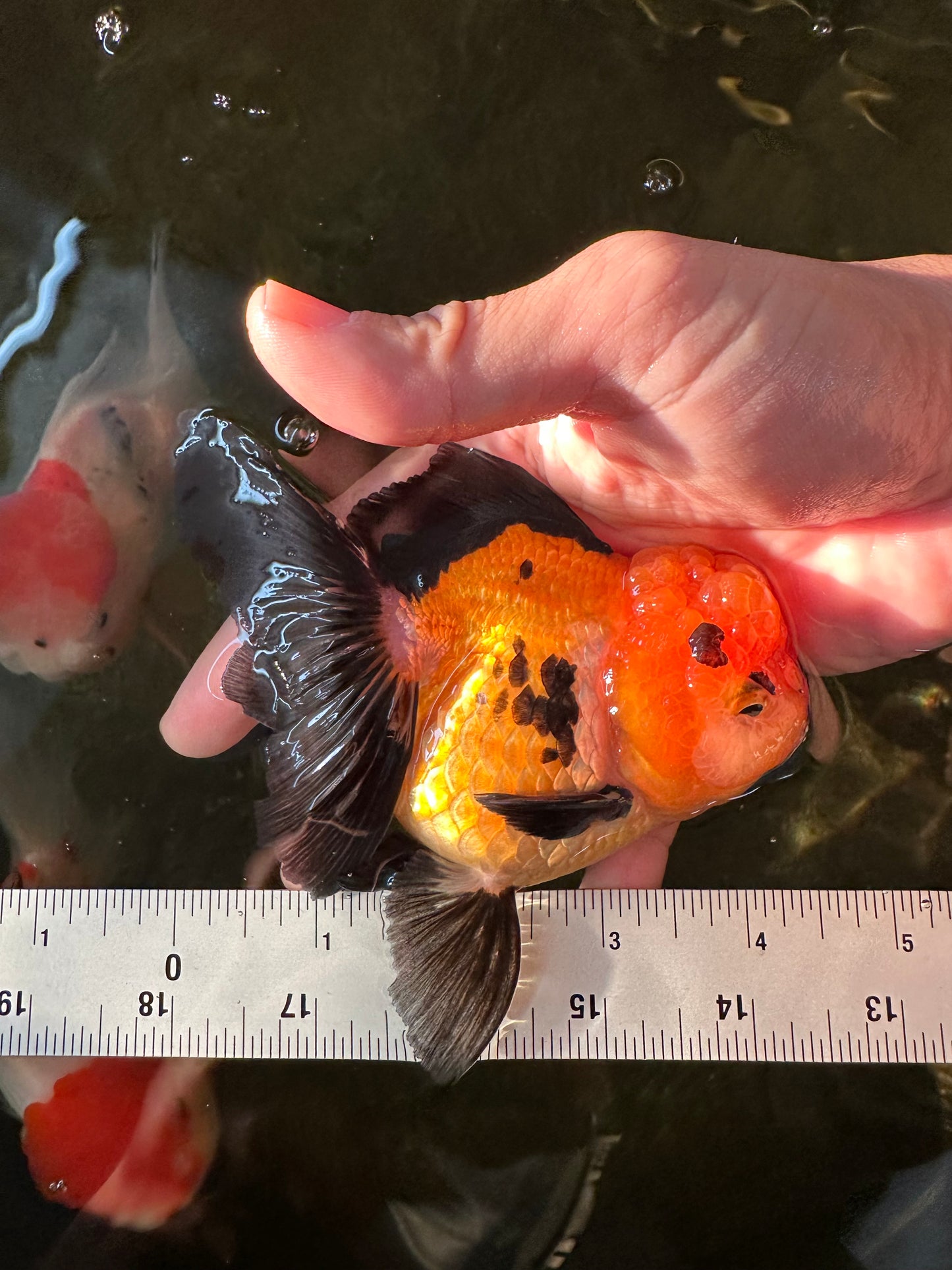 A Grade Tricolor Oranda Female 4.5 inches #110824OR_04