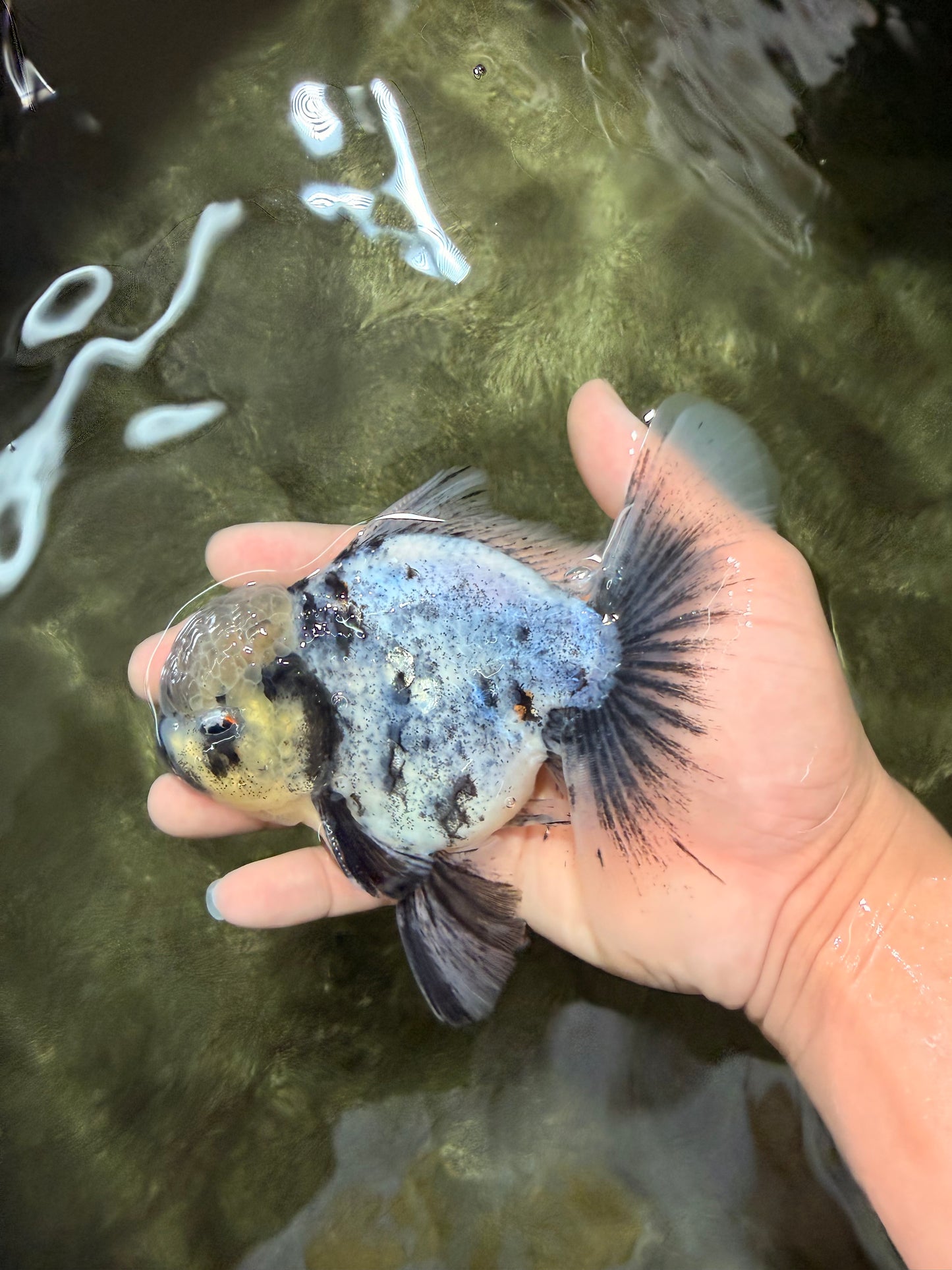 AAA Grade White Marble Oranda Male 5.5 inches #070626OR_23