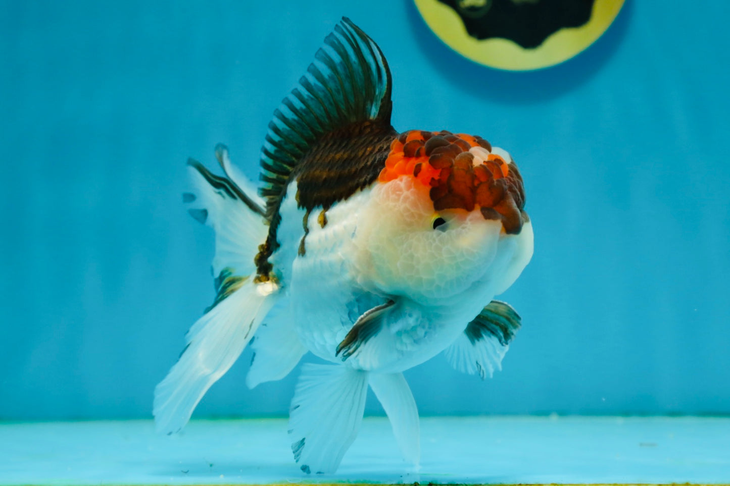 Tricolor Oranda Male 4.5-5 inches #121324OR_21