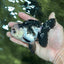 Panda Oranda Female 4.5 inches #112924OR_14