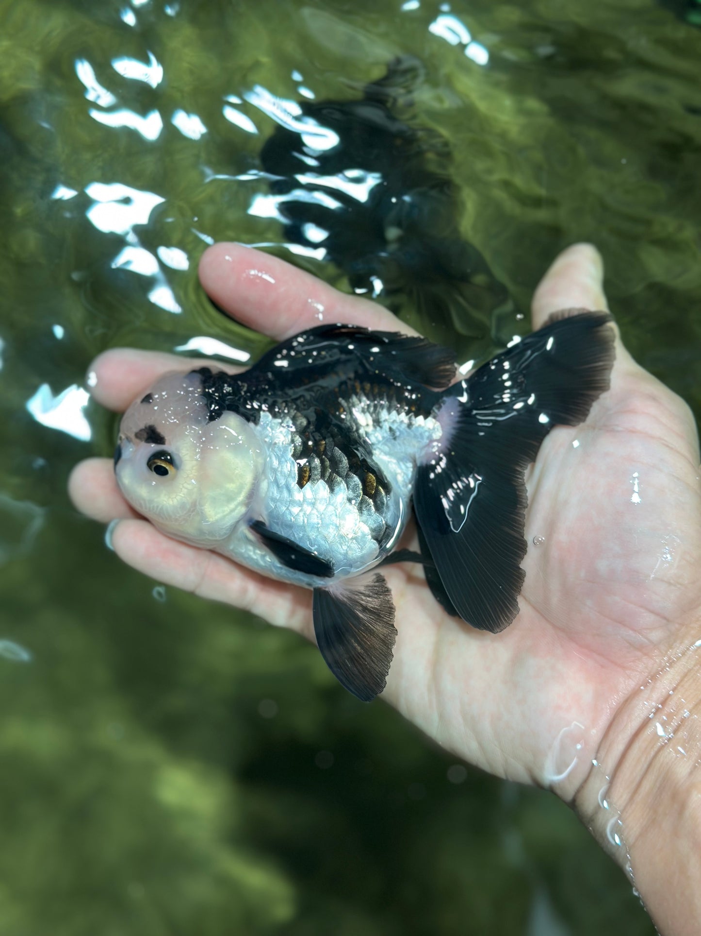 Panda Oranda Female 4.5 inches #112924OR_14