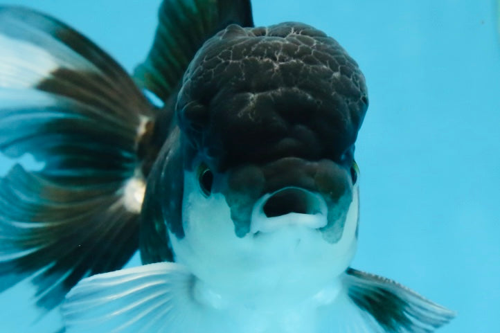 Panda Oranda Male 4.5 inches #081525OR_20