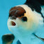 Panda Oranda Male 5 inches #081525OR_27