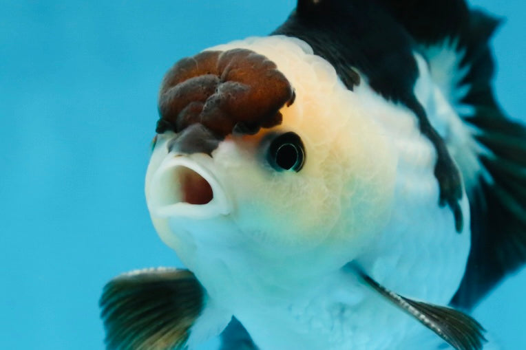 Panda Oranda Male 5 inches #081525OR_27