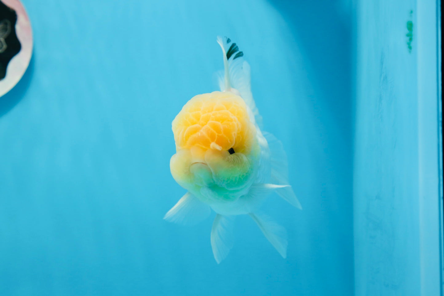 Oranda macho de cabeza de limón de grado AAA de 4,5 a 5 pulgadas n.º 0830OR_12