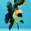 AAA Grade Tricolor Oranda Female 5.5-6 inches #050925OR_33