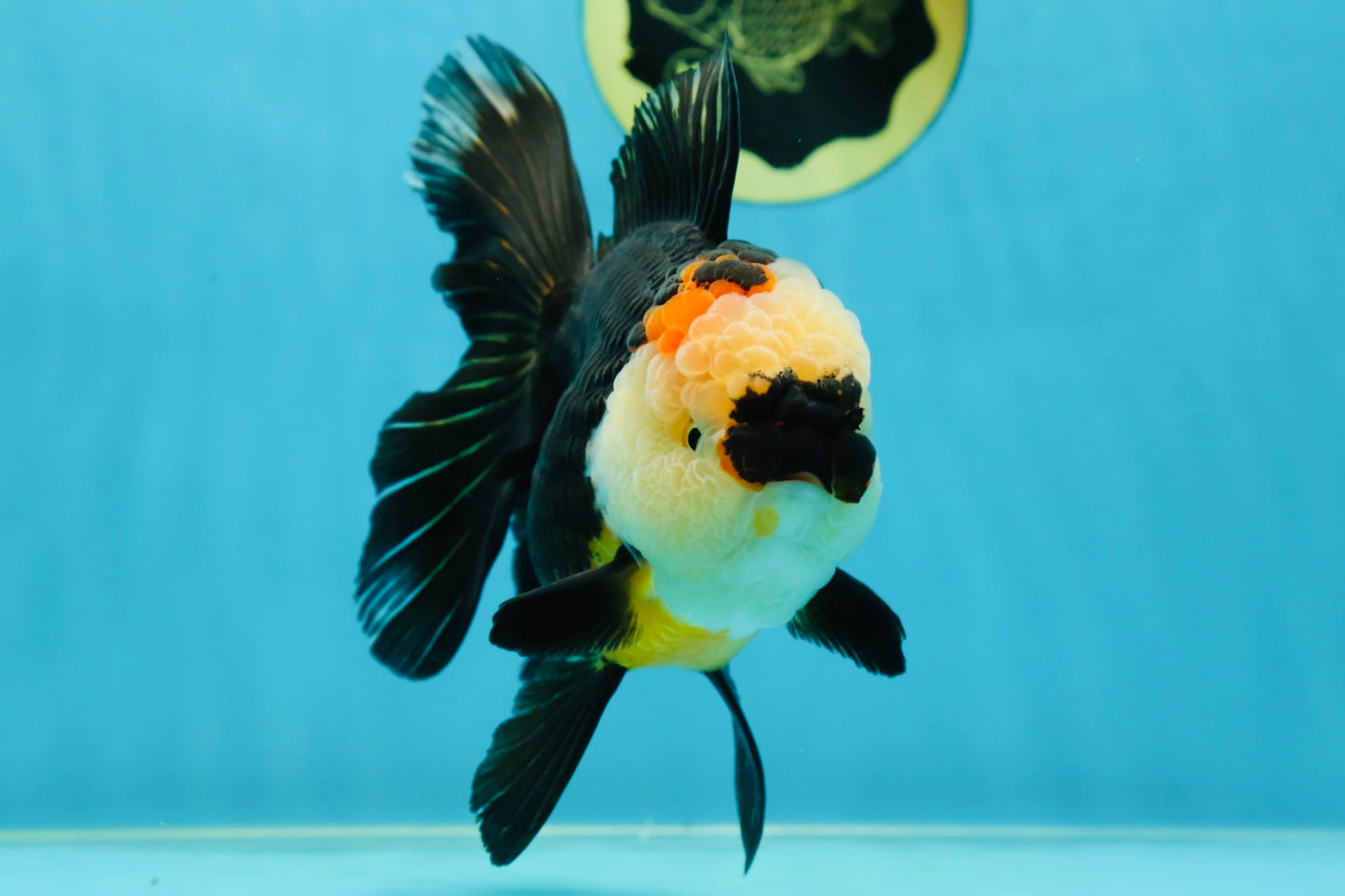 AAA Grade Tricolor Oranda Female 5.5-6 inches #050925OR_33
