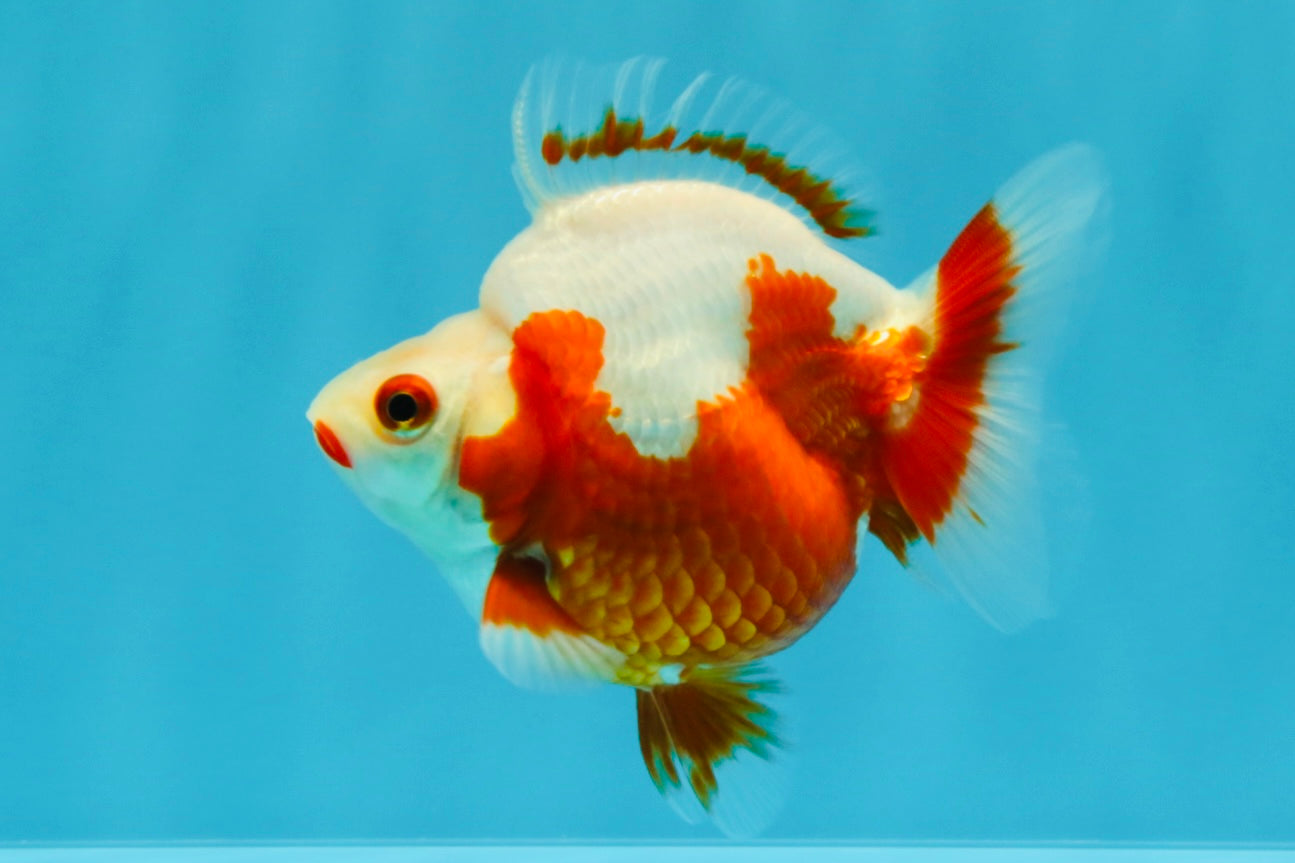 A Grade Red White Ryukin Female 4 inches #022026RK_11