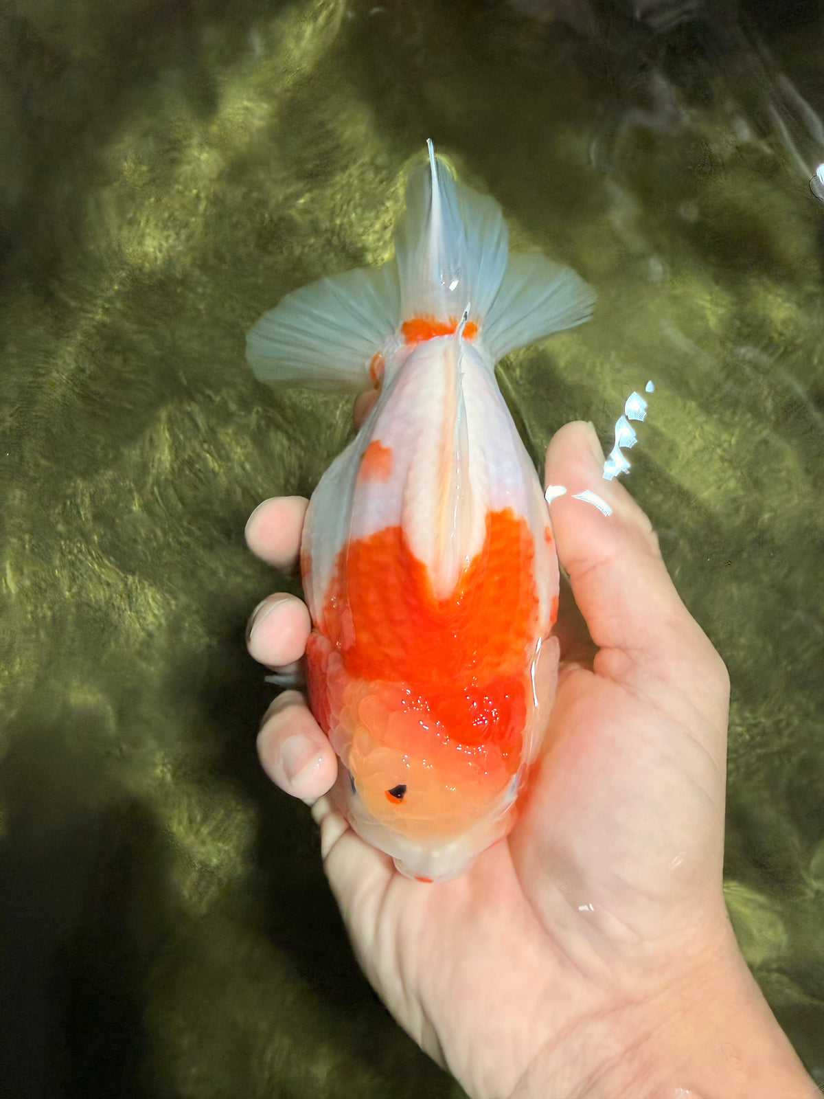 A Grade Kohaku Sakura Yuanbao Female 5-5.5 inches #101626YB_42