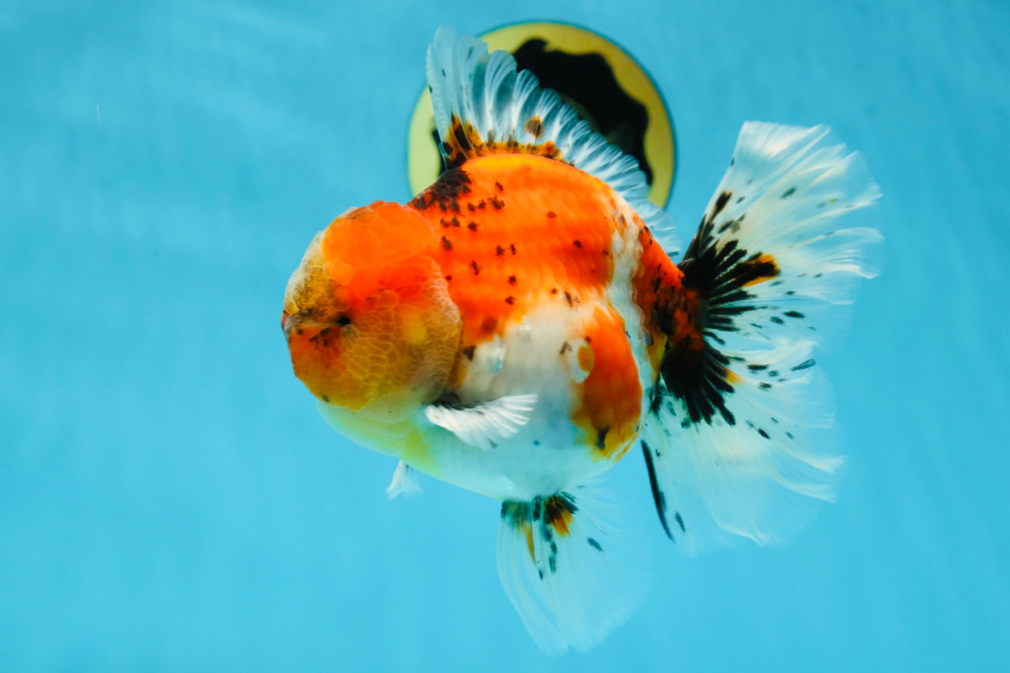 AAA Grade RARE Godzilla Calico Sakura Oranda Male 5.5 inches #051625OR_20