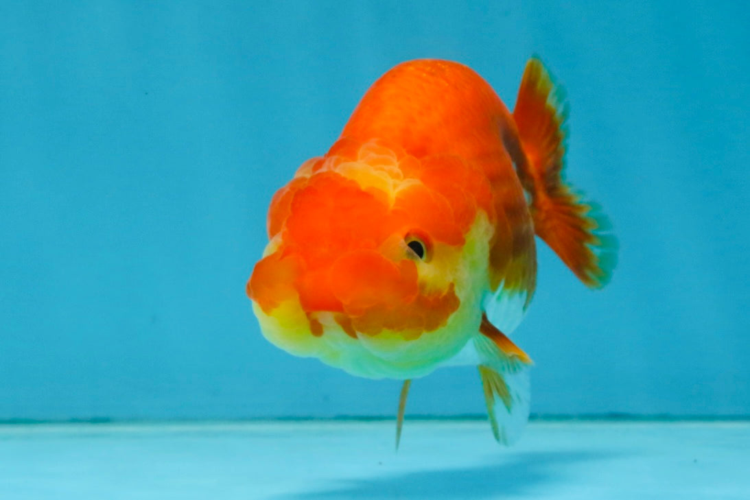 Red White Lionchu Female 4-4.5  inches #121225LC_12