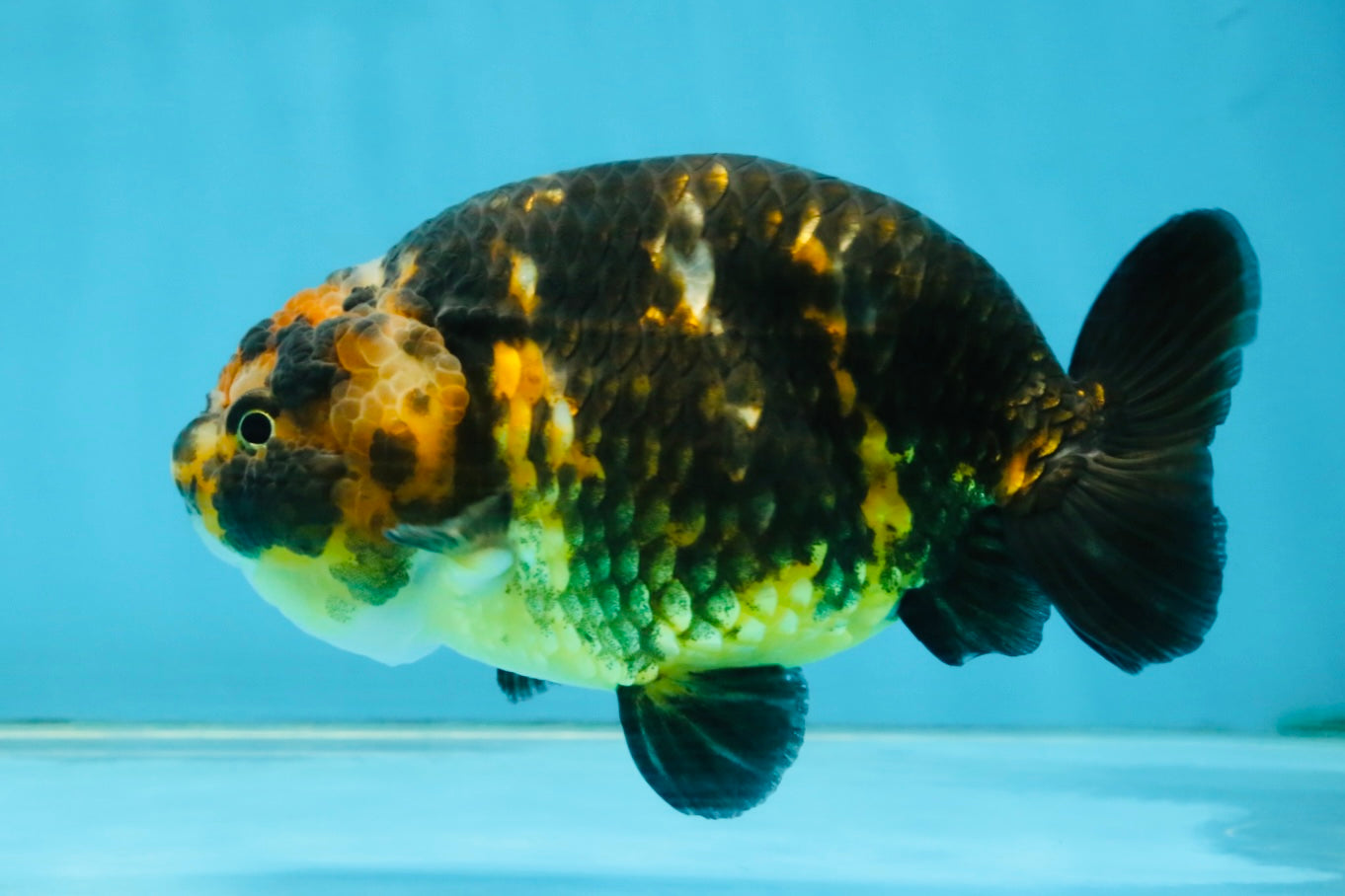 CHUBBY A Grade Calico Chinese Ranchu Female 5 inches #121225RC_06