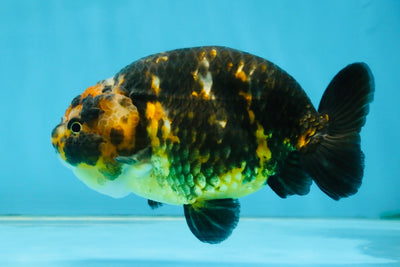 CHUBBY A Grade Calico Chinese Ranchu Female 5 inches #121225RC_06