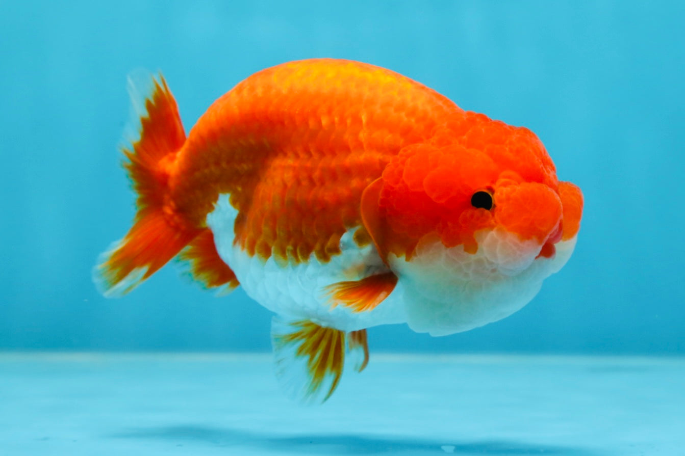 AAA Grade Red White LionKing 4-4.5  inches #053025LC_11