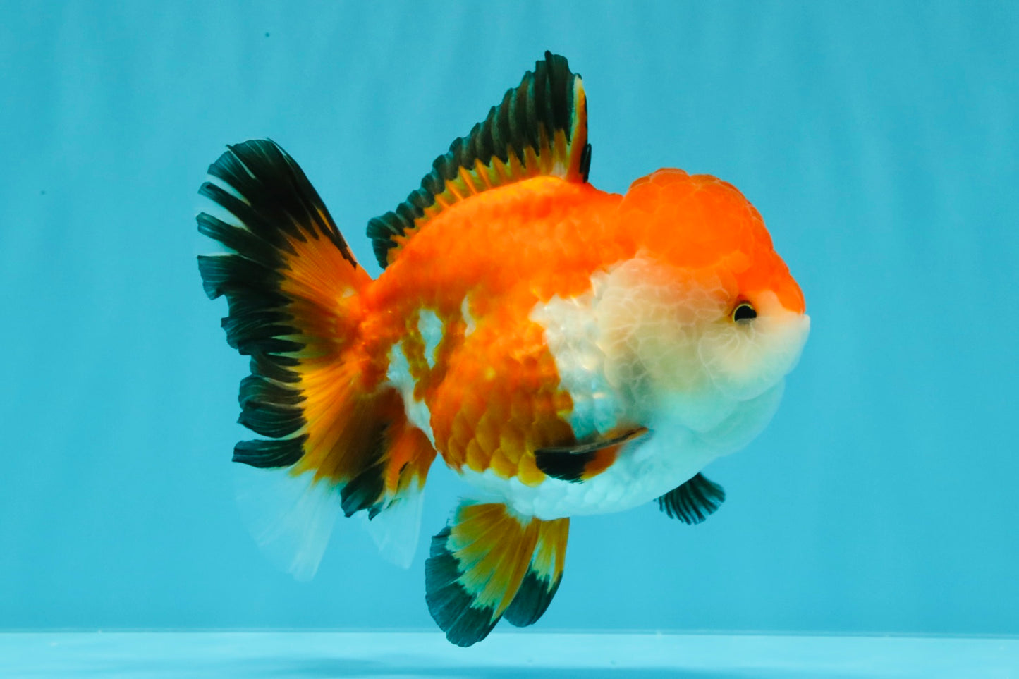 A Grade Tricolor Oranda Female 5-5.5 inches #030626OR_29