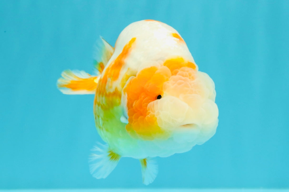 BEAUTY Sakura Chinese Ranchu Male 5-5.5 inches #032026RC_31