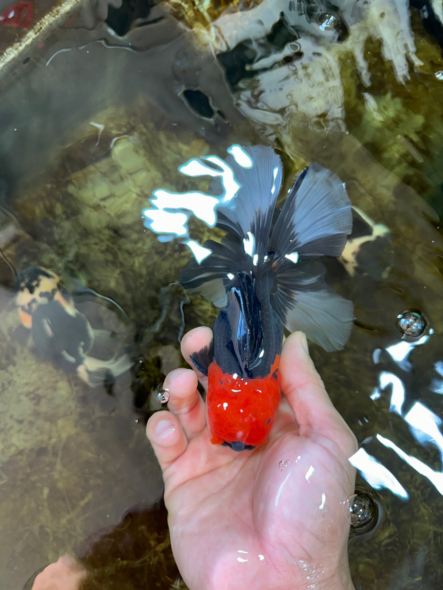 A Grade Tricolor Oranda Male 5.5 inches #081525OR_26