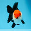 A Grade Tricolor Oranda Male 4.5 inches #0830OR_24