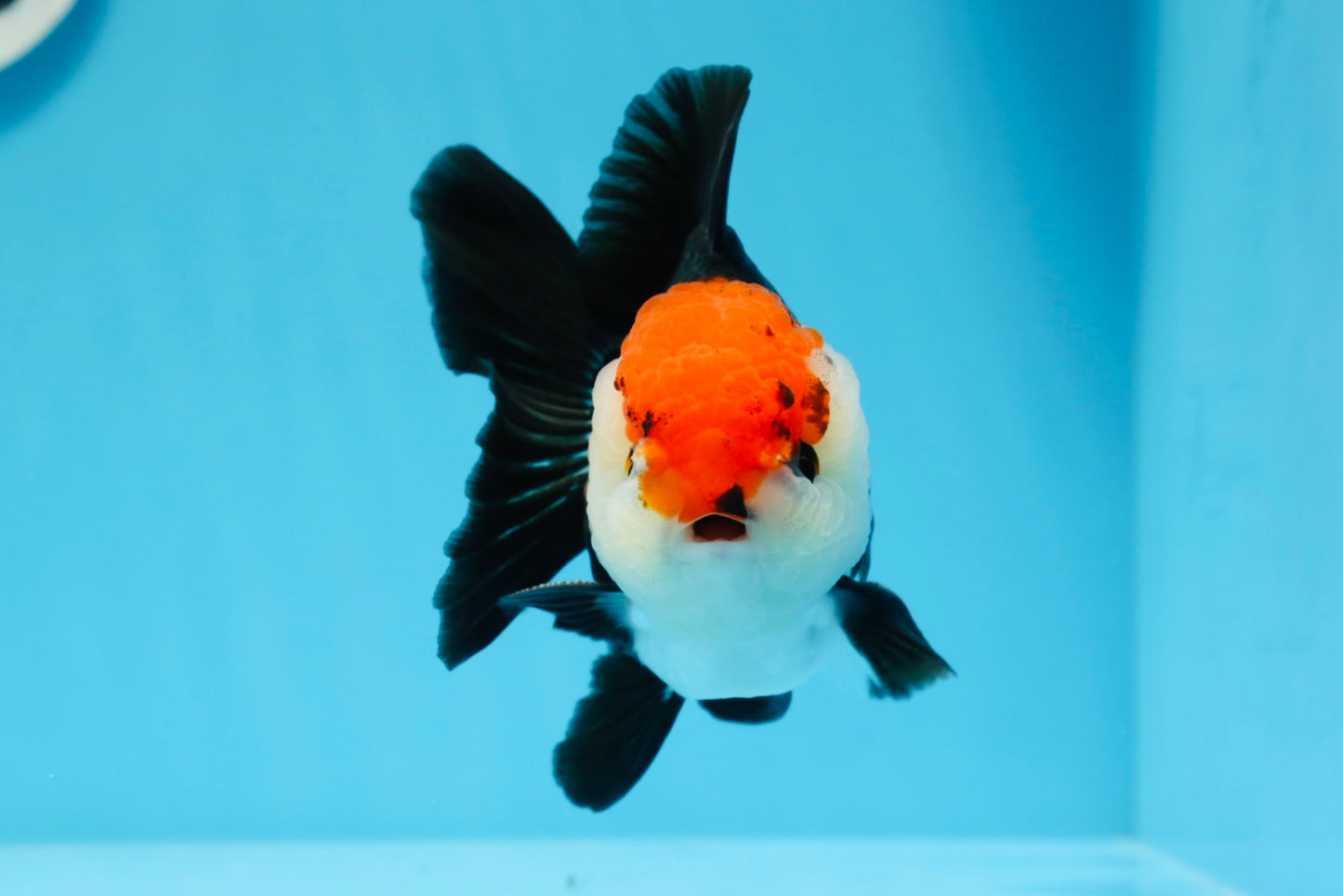 A Grade Tricolor Oranda Male 4.5 inches #0830OR_24