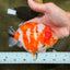 UNIQUE AAA Grade Super Kohaku Sakura LionKing 5-5.5 inches #092526LC_18