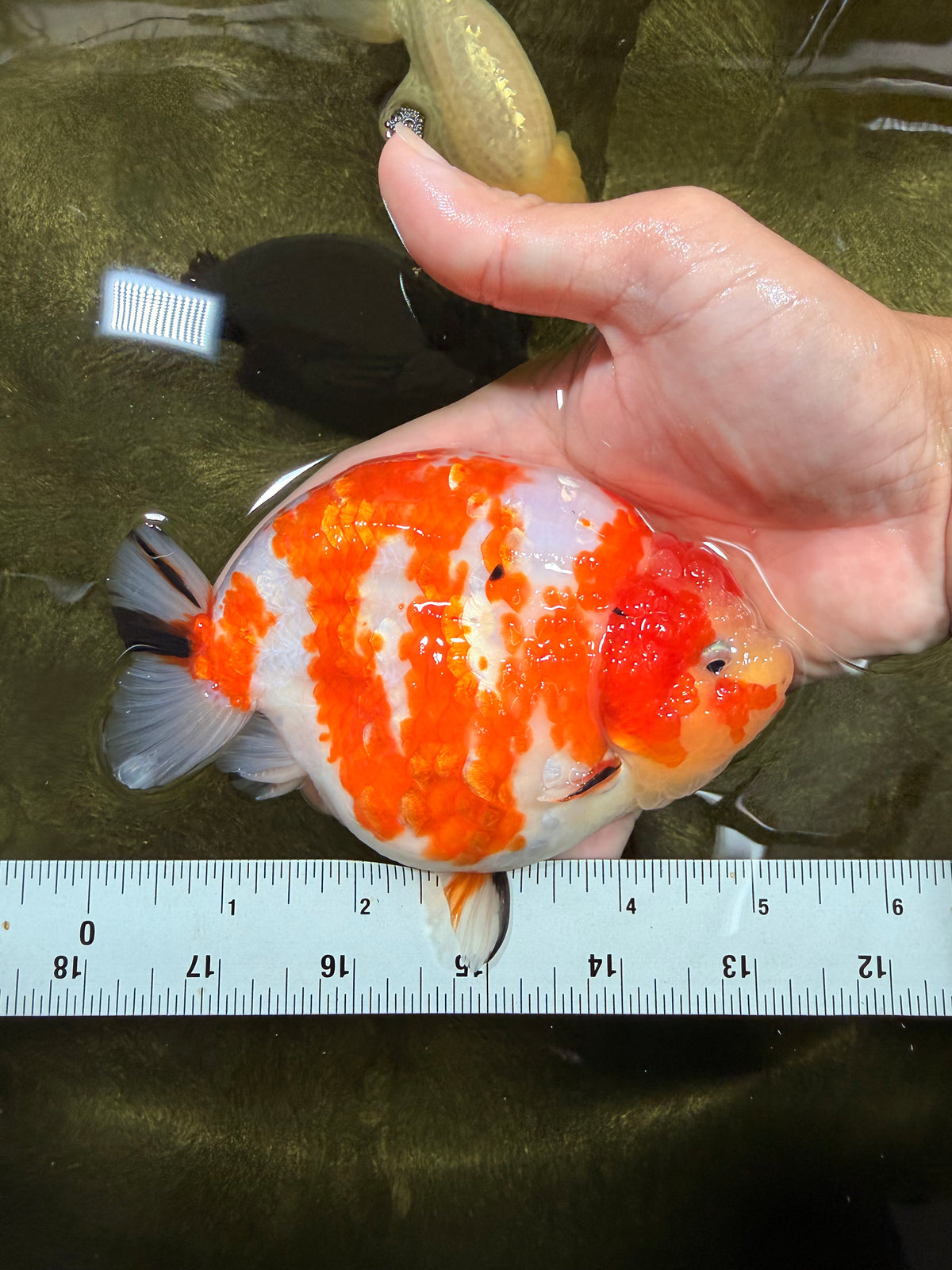 UNIQUE AAA Grade Super Kohaku Sakura LionKing 5-5.5 inches #092526LC_18