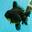 KING KONG AAA Grade Broadtail Dark Kirin Oranda Female 7.5 inches #080726OR_01