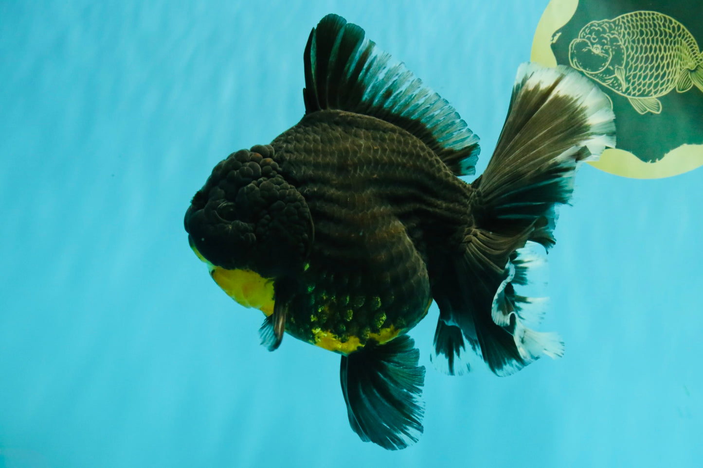 KING KONG AAA Grade Broadtail Dark Kirin Oranda Female 7.5 inches #080726OR_01