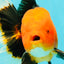 UNIQUE AAA Grade Apache Oranda Male 6 inches #101626OR_07