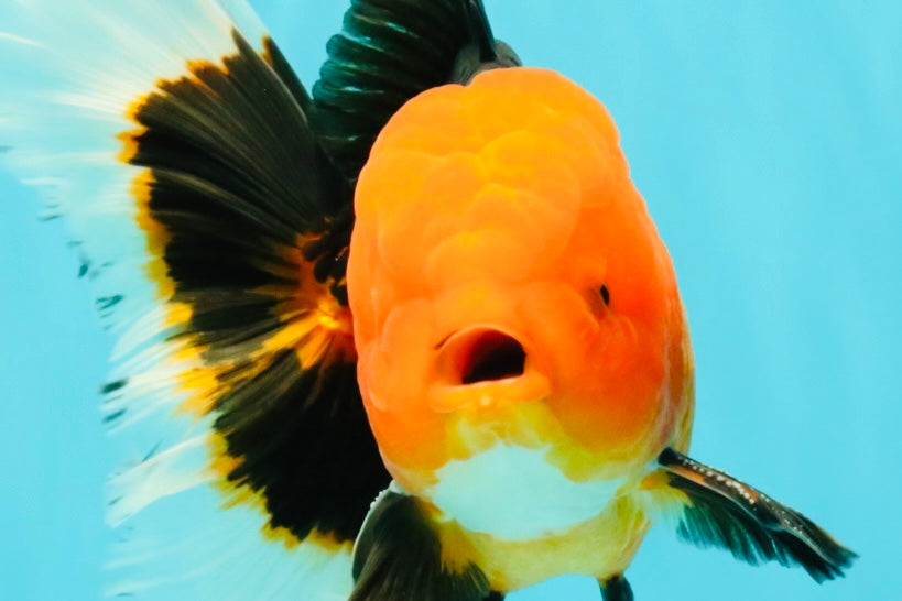 UNIQUE AAA Grade Apache Oranda Male 6 inches #101626OR_07