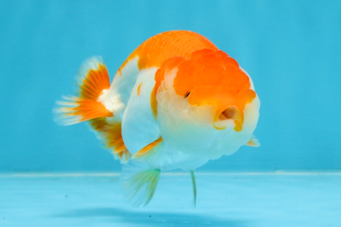 A Grade Red White LionQueen 4 inches #103125LC_20