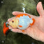 ADORABLE Kohaku Red White Lionchu Female 4 inches #081426LC_15